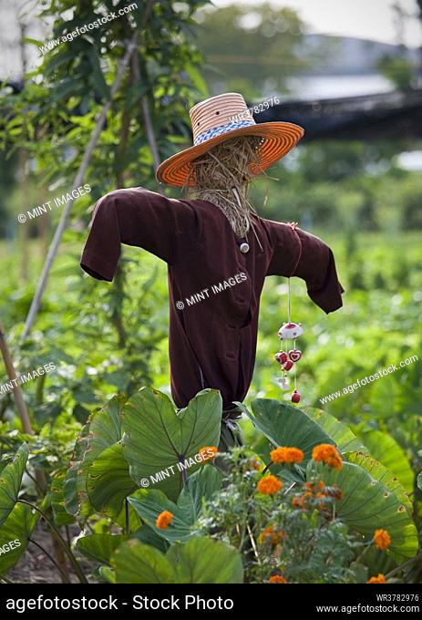 Scarecrow in a vegetable patch to ward off birds, straw figure in hat wearing a teeshirt