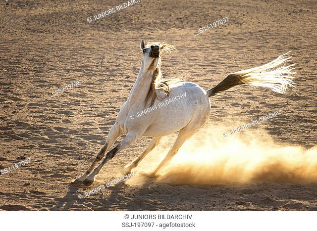 Arabian Horse. Gray mare galloping in the desert. Egypt