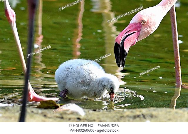 A two-week-old Flamingo chick at the zoo in Hanover, Germany, 2 September 2016. PHOTO: HOLGER HOLLEMANN/dpa | usage worldwide