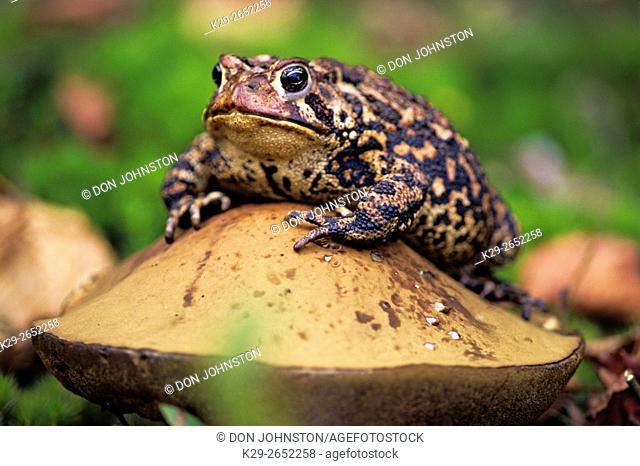 American toad (Bufo americanus), Greater Sudbury (Lively), Ontario, Canada