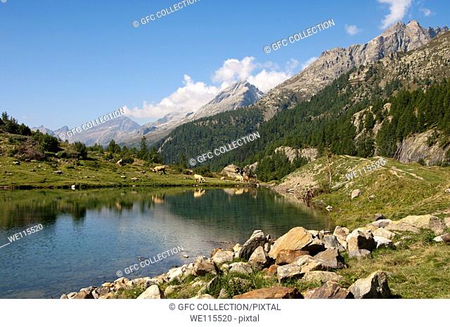 Alpine landscape with lake and cows, lake Grundsee, Loetschental valley, Valais, Switzerland