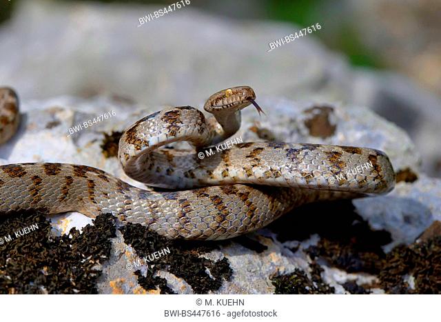 cat snake, European cat snake (Telescopus fallax), darting its tongue in and out, Croatia