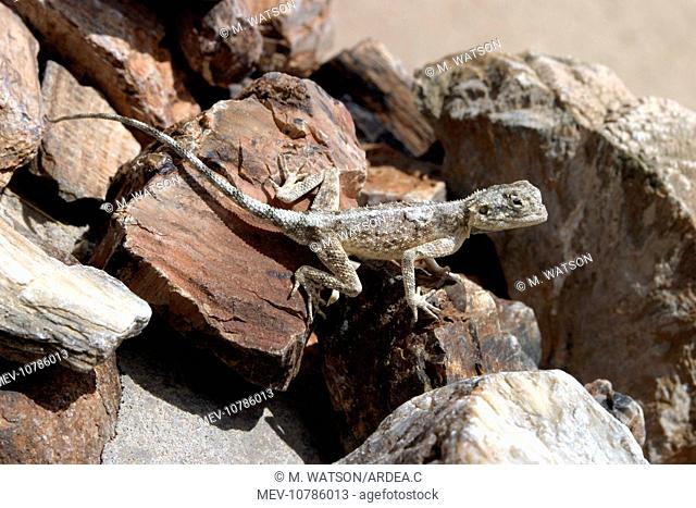 Namibian Rock Agama LIZARD - hiding (Agama planiceps)