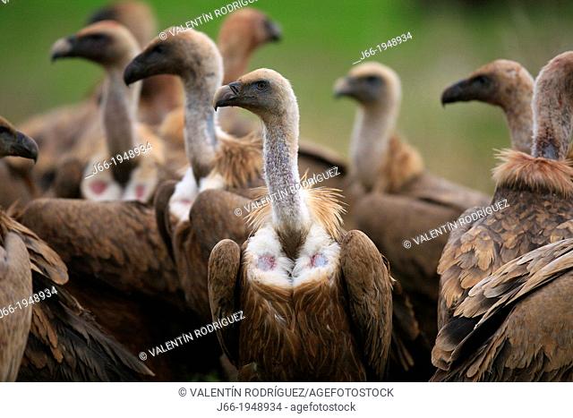 Griffon vulture (Gyps fulvus) in the National Park Cabañeros. Ciudad Real