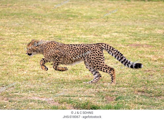 Cheetah, (Acinonyx jubatus), subadult running, Western Cape, South Africa, Africa