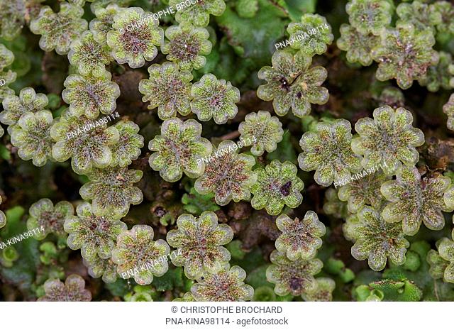 Common Liverwort Marchantia polymorpha - Groningen, The Netherlands, Holland, Europe