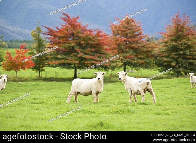 Autumn Sheep on the way to Hanmer Springs, South Island, New Zealand. Drove across from Westport on the West Coast to Hanmer Springs today