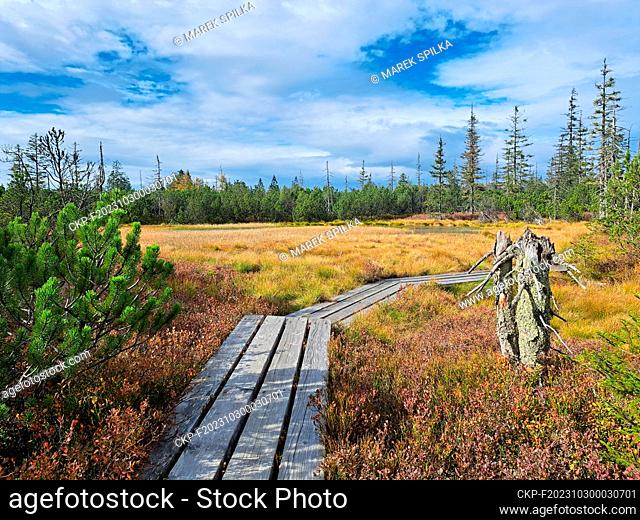The Schluttergasse, also called Latschenfilz, raised moor in the Bavarian Forest National Park near village Lindberg, on the border with the Czech Republic in...