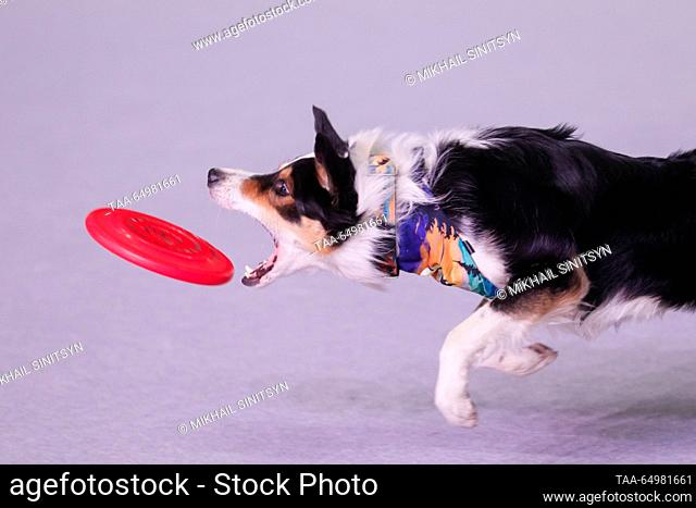 RUSSIA, MOSCOW REGION - NOVEMBER 19, 2023: A Border Collie dog is seen during a Freestyle Frisbee (flying disc) show as part of an exhibition show at the...