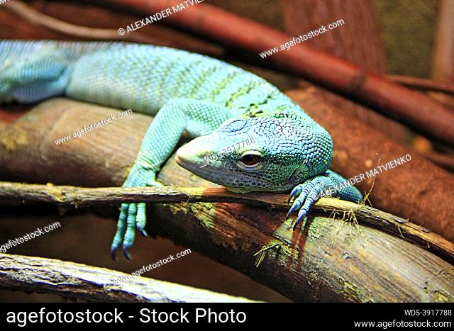 green lizard lying on wooden branch in zoo. green lizard sleeps in terrarium. Close-up face of a sleeping lizard. reptile in zoo