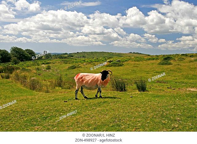 Red Sheep, Dartmoor, Devon, Corwall, South West England