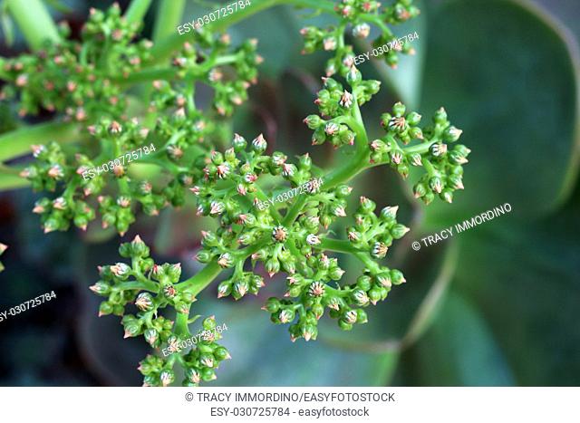 Close up of flower buds on a Noble Aeonium cactus