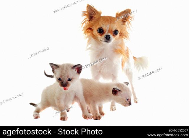 purebred chihuahua with siamese kitten in front of white background