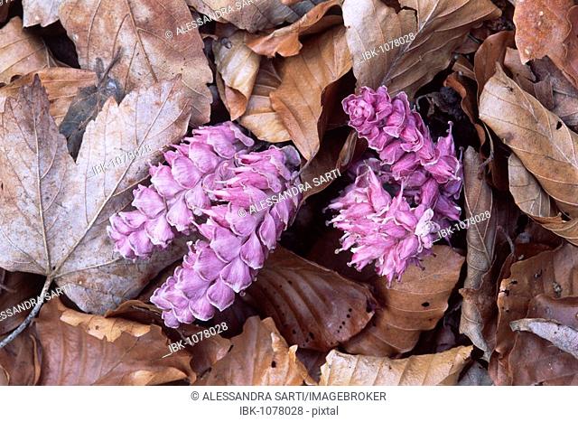 Common Toothwort (Lathraea squamaria), North Tyrol, Austria, Europe