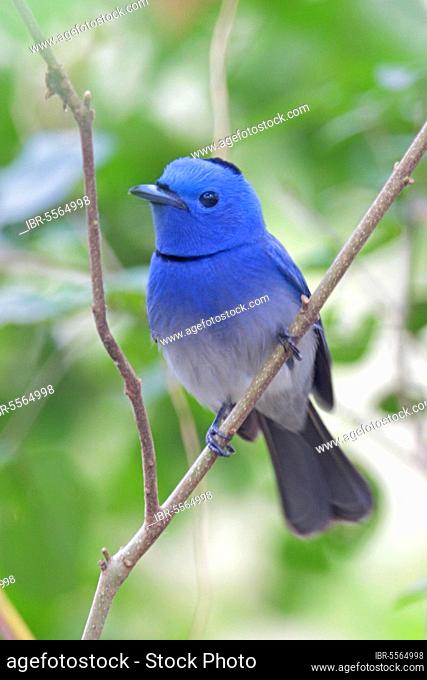 Black-naped monarch (Hypothymis azurea), Black-naped Monarch, songbirds, animals, birds, Black-naped Monarch adult male, perched on twig, Hong Kong, China, Asia