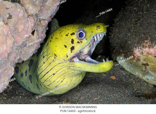Found at the end of a night dive this spot-face moray Gymnothorax fimbriatus was living with a companion of the same species on a boulder slope in under 2...
