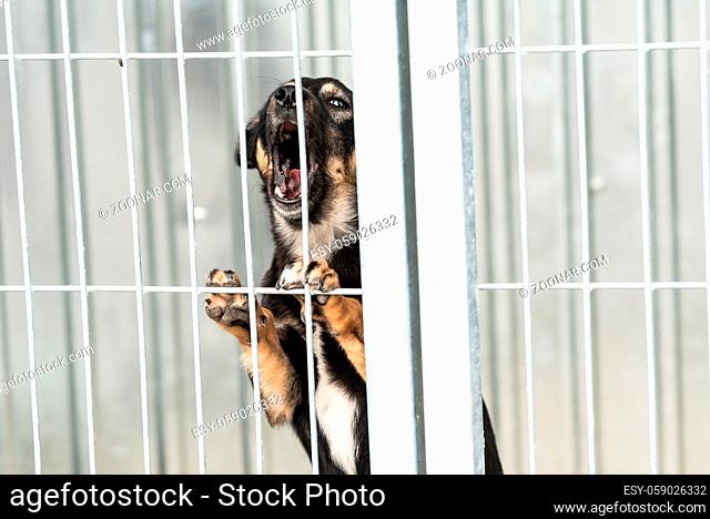 Dog at a homeless dog shelter