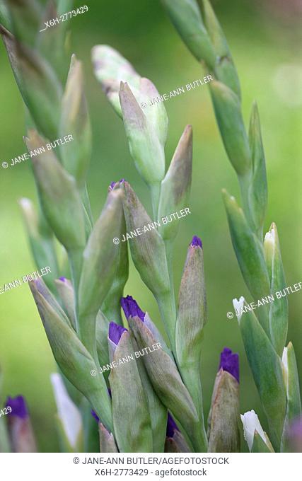 touching gladioli flowering stems, closed flower buds