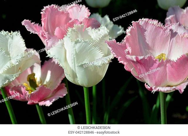 Terry fringed pink tulip. Pink tulip fringed with white ragged edges