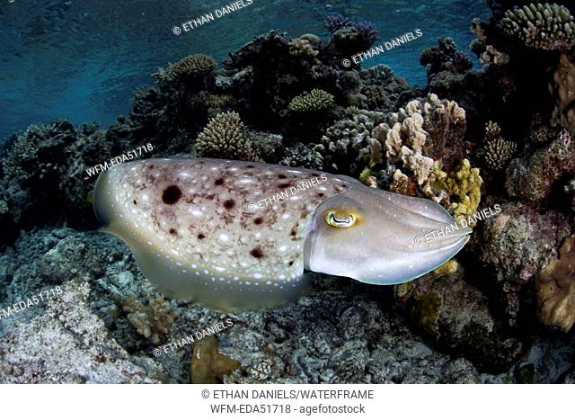 Broadclub Cuttlefish, Sepia latimanus, Loyalty Islands, New Caledonia