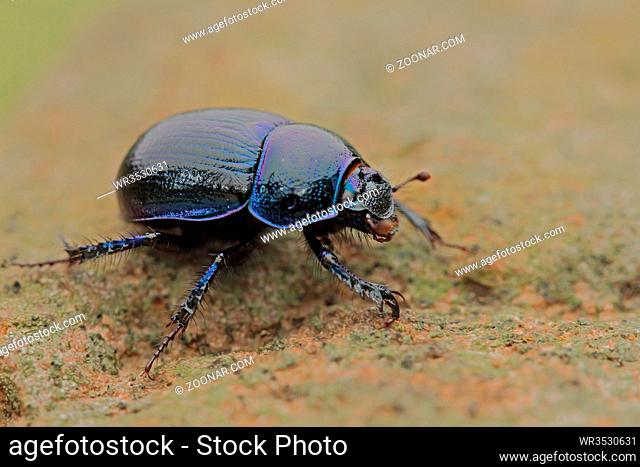 Waldmistkäfer, Anoplotrupes stercorosus, Forest dung beetle