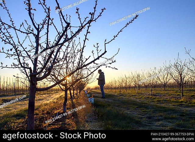 27 April 2021, Saxony-Anhalt, Sülzetal: An employee of the Hornemann fruit farm checks the buds of an already withered apricot tree