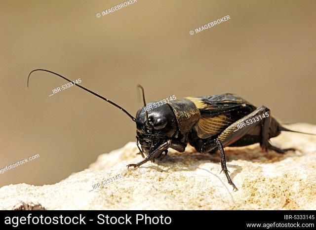 Field cricket (Gryllus campestris), male, Provence, southern France, lateral