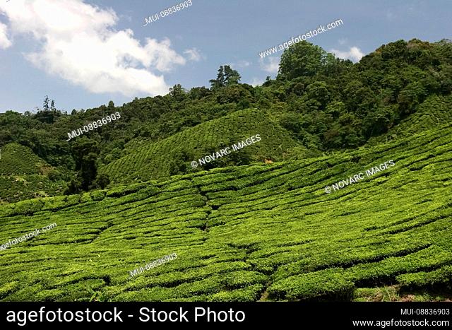 Tea Plantation, Cameron Highlands, Malaysia, Southeast Asia, Asia | Tea plantation, Cameron Highlands, Malaysia, Southeast Asia, Asia