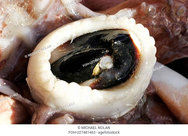 Humbolt Squid Dosidicus gigas Dissection - close-up details showing beak, Gulf of California Sea of Cortez, Mexico