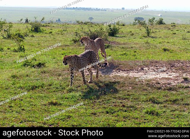 06 March 2023, Kenya, Masai Mara: Two male cheetahs Photo: David Renke/dpa. - Masai Mara/Masai Mara/Kenya