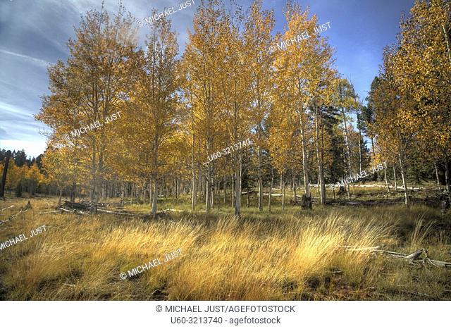 Fall colors have arrived to the Kaibab National Forest in Northern Arizona