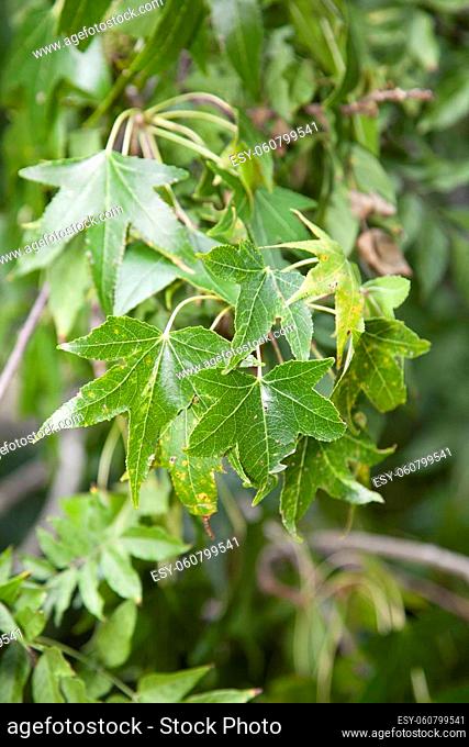 Close up of green sweet gum tree (Liquidambar) leaves