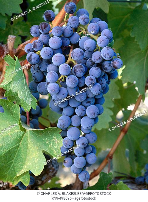 Cabernet Sauvignon grapes. Prosser, Yakima Valley appellation. Eastern Washington, USA