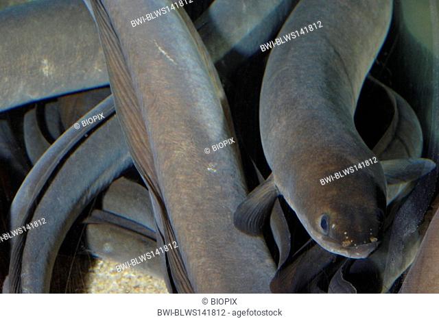 eel, European eel, river eel Anguilla anguilla, portrait