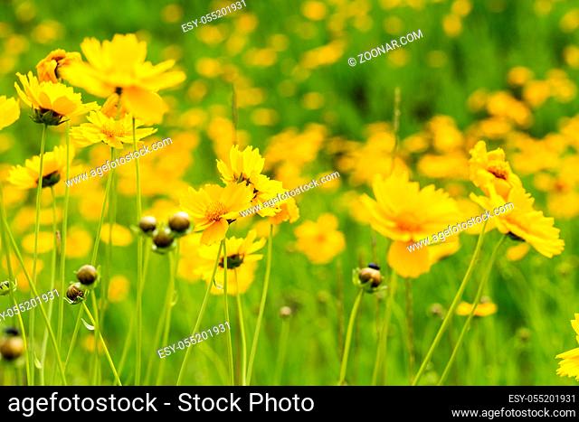 closeup of the yellow coreopsis flower blooming in early summer