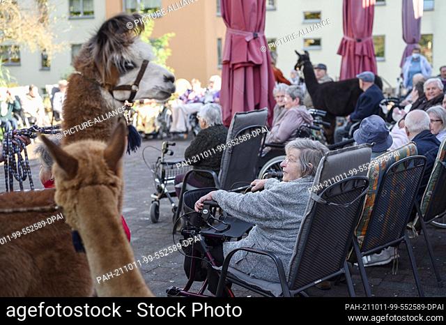 23 September 2021, Thuringia, Rudolstadt: A llama and an alpaca move on the terrace between the residents of the retirement home