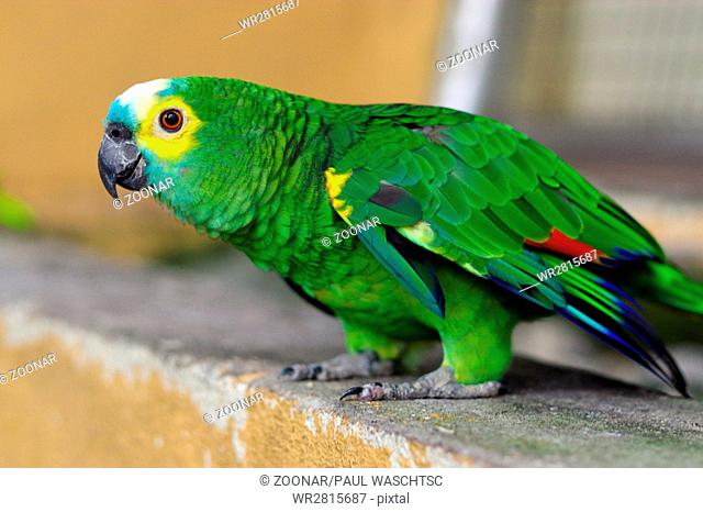 Green parrot, Yellow-chevroned Parakeet, Brotogeris chiriri sitting on a stone wall, Kuala Lumpur Bi