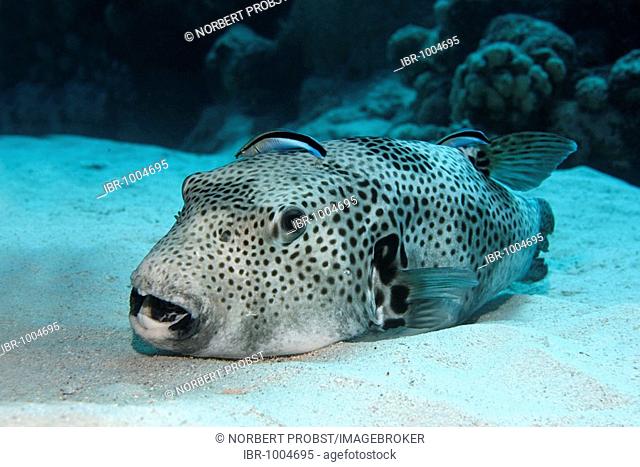 Starry Pufferfish (Arothron stellatus) on sandy sea bottom, being cleaned by two Common Cleaner Wrasses (Labroides dimidiatus), Hurghada, Red Sea, Egypt, Africa