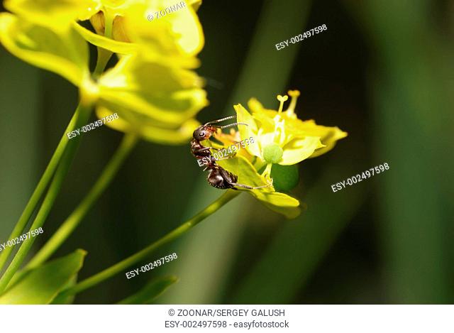 Ant on yellow on a flower