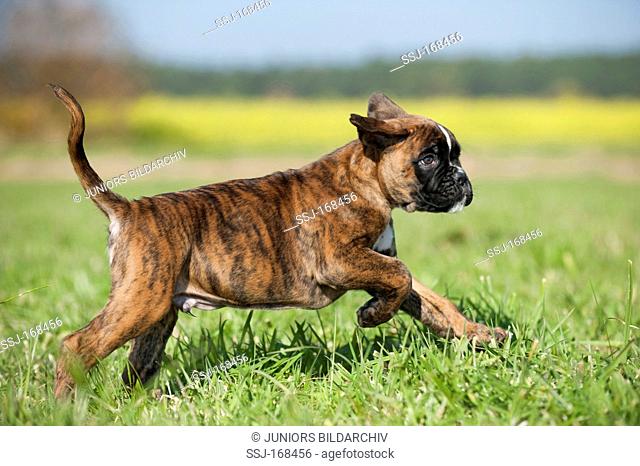 Boxer. Puppy running on grass