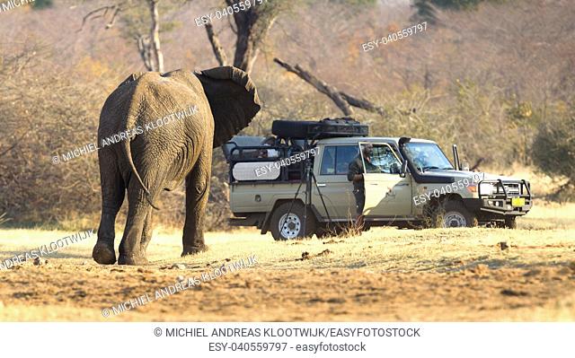 Divundu, Namibia, 13 august 2018 - Professional photographer taking shots of an African Elephant charging the car