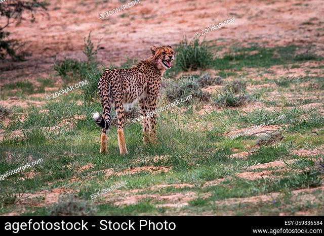 Young Cheetah looking back and calling in the Kgalagadi Transfrontier Park, South Africa