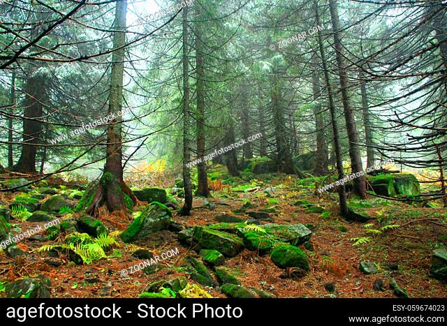Mountain forest in dense mist. Evergreen forest with big spruces and mossy stones. Mist in wood. Wild coniferous forest. Misty landscape with fir wood