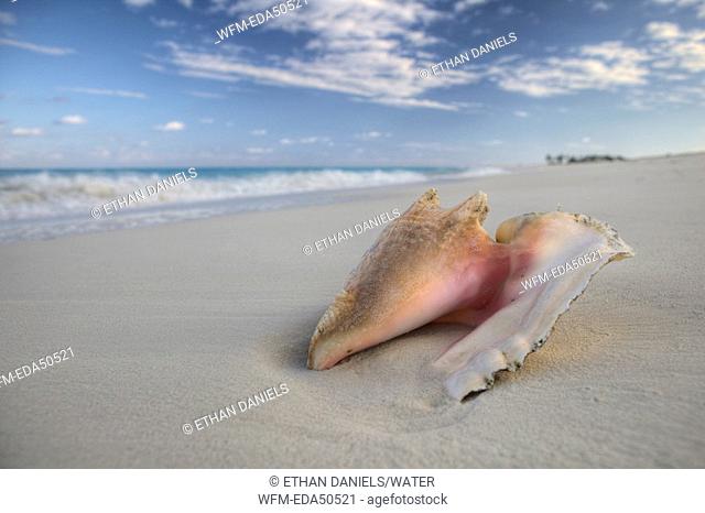 Chonch Shell on Beach, Strombus gigas, Providenciales, Caribbean Sea, Atlantic Ocean, Turks and Caicos