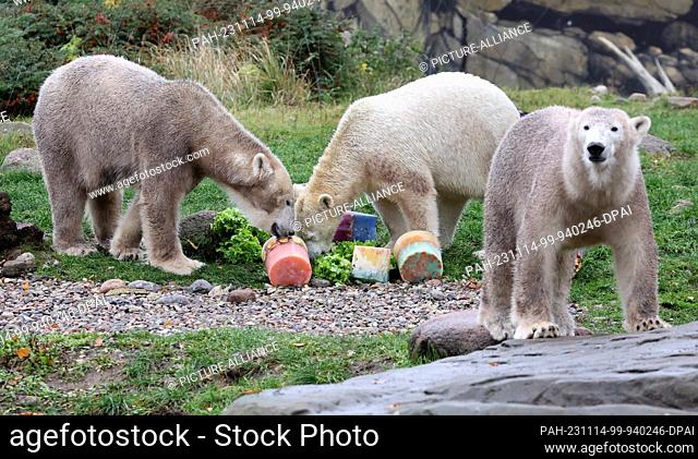14 November 2023, Mecklenburg-Western Pomerania, Rostock: Mother Sizzel (l-r) and the polar bear twins Kaja and Skadi receive ice cream cakes with fish
