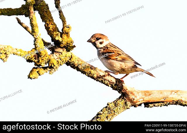 11 August 2023, Brandenburg, Trebbin: 11.08.2023, Trebbin. A Eurasian tree sparrow (Passer montanus) stands on a branch in a nature reserve in the...