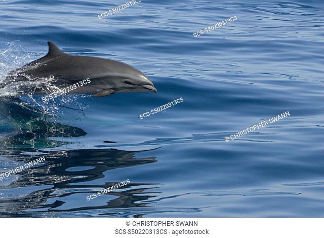 Fraser's dolphin lagenodelphis hosei An older Fraser's dolphin showiing the dark stripe of mature animals Eastern Caribbean
