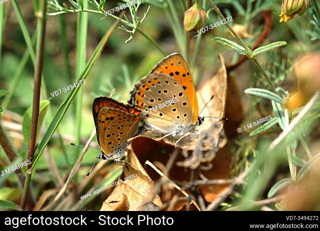 Small copper (Lycaena phlaeas) is a butterfly native to Eurasia, northern Africa and North America. Copula
