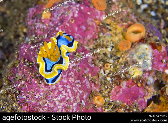 Sea Slug, Dorid Nudibranch, Elisabeth's Chromodoris, Chromodoris elisabethina, Lembeh, North Sulawesi, Indonesia, Asia