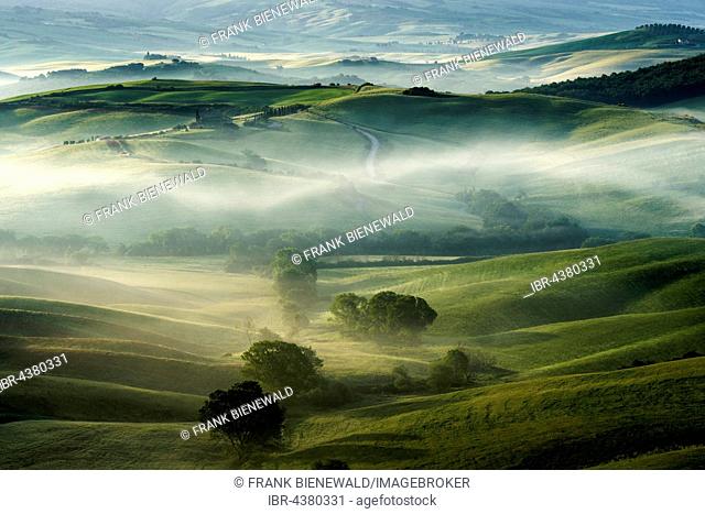 Typical green Tuscan landscape in Val d’Orcia, fields, trees and morning fog at sunrise, San Quirico d’Orcia, Tuscany, Italy